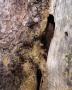 Likvidace stromu mravencem