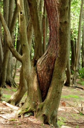 Stromy - Spojení