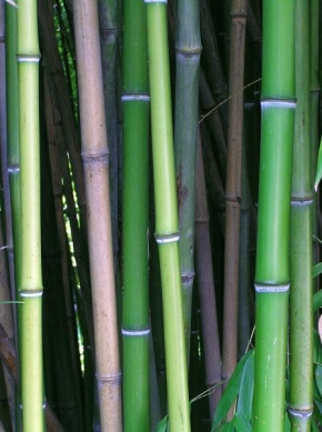 Stromy - Bambus