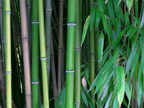 Stromy - Bambus2