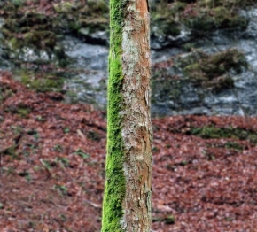 Stromy - Moravský kras