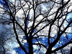 Tomáš Kreitl - To je strom