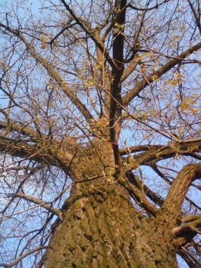Hana Kočnarová - Denní pohled na strom