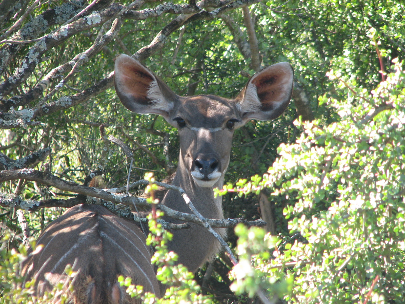 Ve střehu - samice Kudu