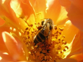 Půvaby květin - Včelka v růžičce