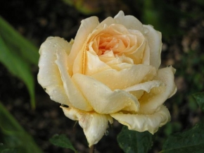 Iveta Navrátilová - Růže s krůpěji vody