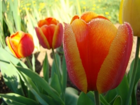 Půvaby květin - Ranní tulipány
