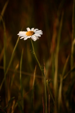 Půvaby květin - Fotograf roku - kreativita - Podvečerní
