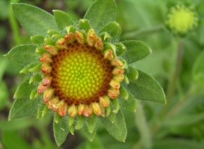 Eva Hoření - Zelený květ
