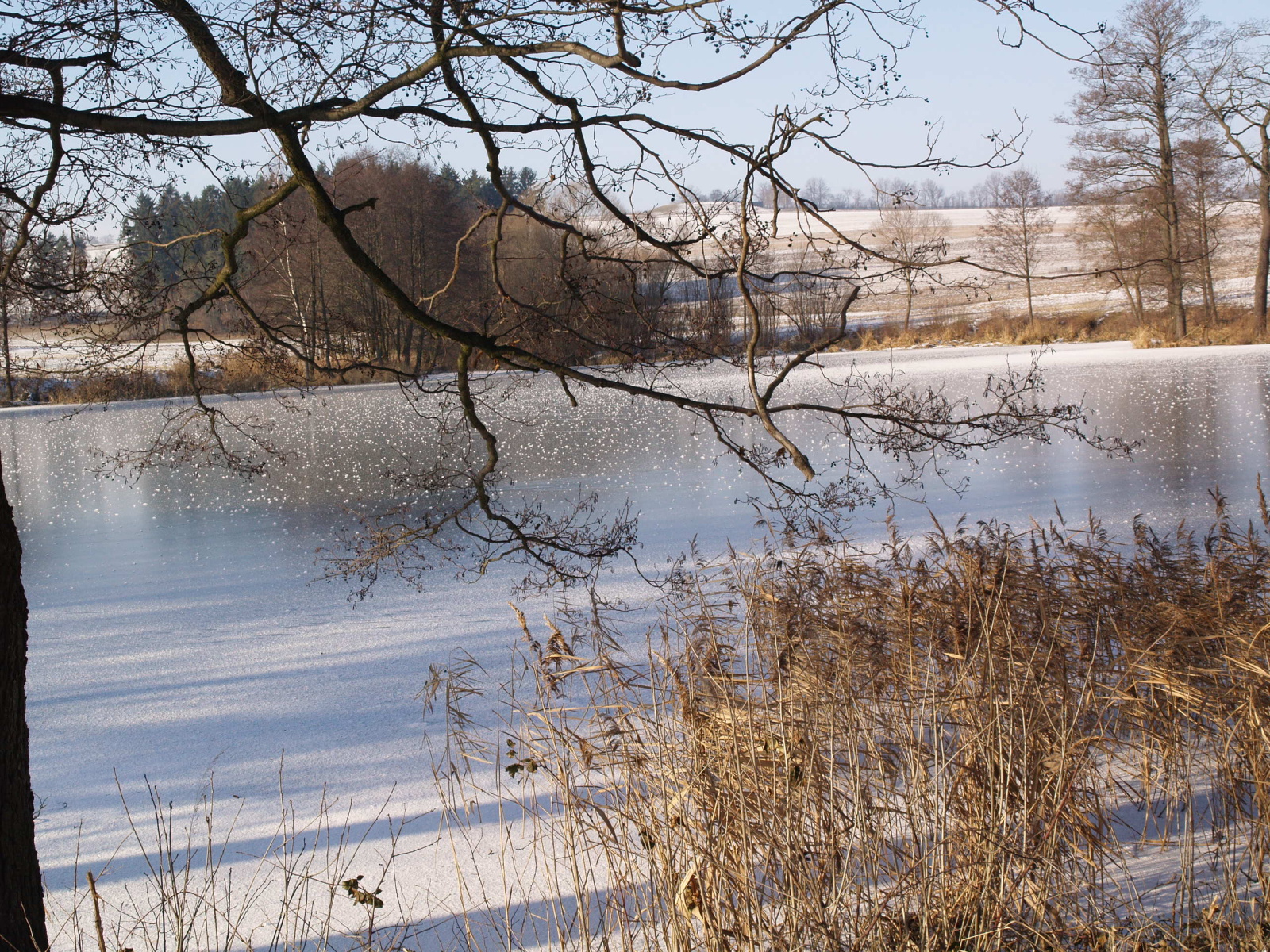 Zima u Vlásenického rybníka