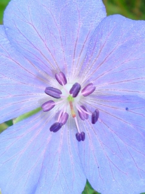 Půvaby květin - Simple blue