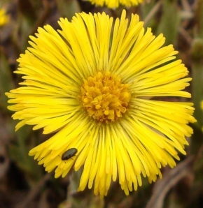 Půvaby květin - žluté mámení