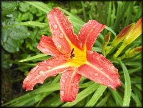 Půvaby květin - Denivka po dešti