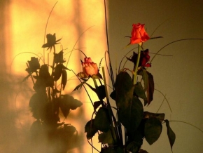 Půvaby květin - Fotograf roku - Před zrcadlem