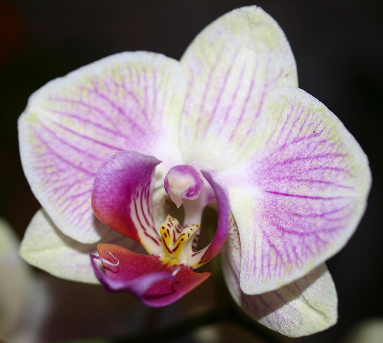 Květ Orchideje