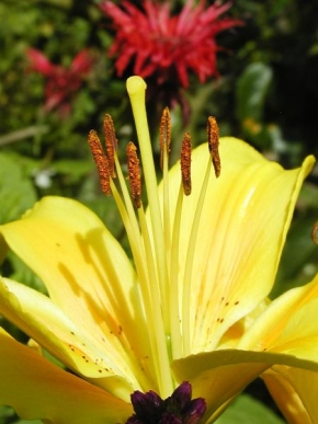 Půvaby květin - Žlutá Lilie