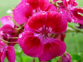 Půvaby květin - Po dešti