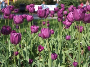Půvaby květin - Tulips