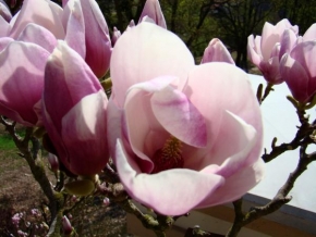 Půvaby květin - Liliovník tulipánokvětý