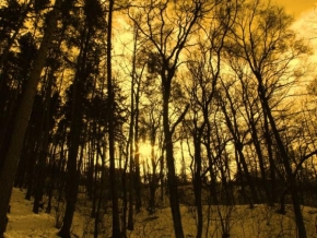 Krásy krajiny - Zimní les