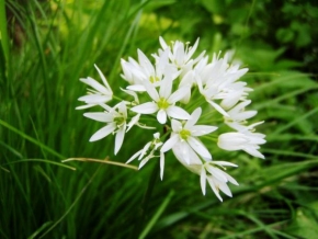 Půvaby květin - Allium ursinum