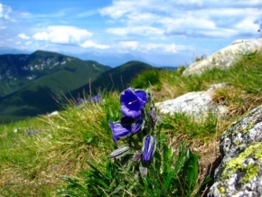 Půvaby květin - Hořec v Nizkých Tatrách