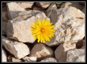 Půvaby květin - Sluníčko na horách