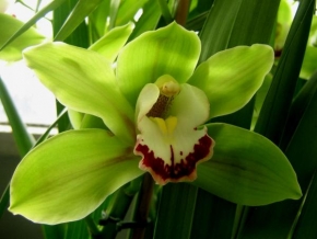 Půvaby květin - Banánově zelenavá orchidej