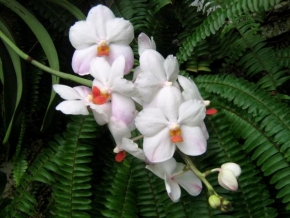 Půvaby květin - Rodinka orchidejí
