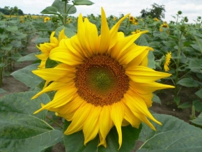 Půvaby květin - Slunečnice