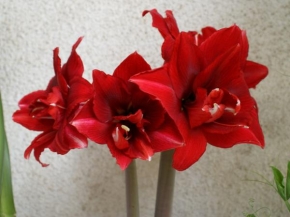 Půvaby květin - Červená Amarylka