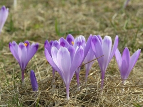 Půvaby květin - Dobsinske krokusy