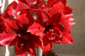 Půvaby květin - Rozkvetlá Ämarylka