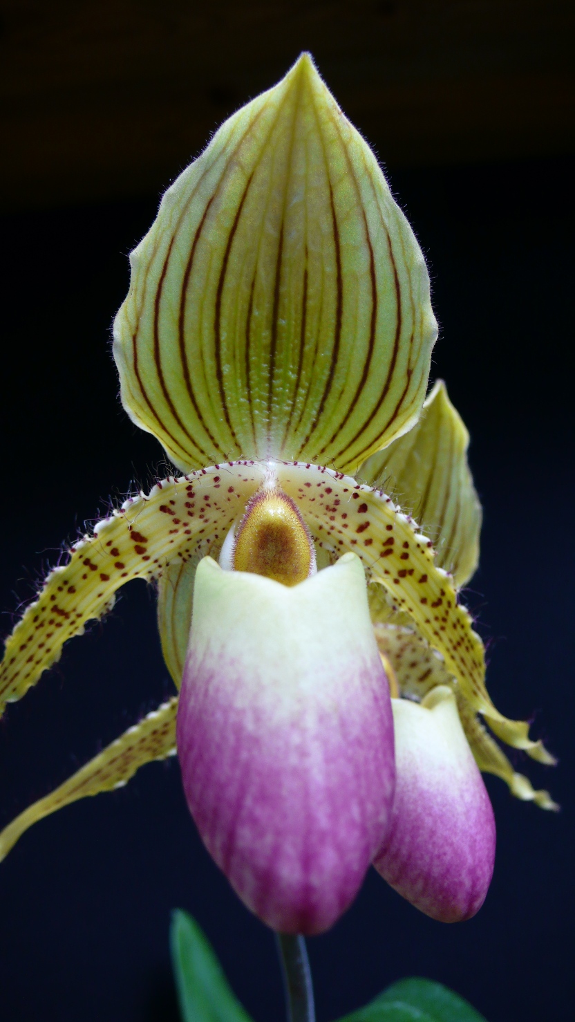 Royanská Orchidea