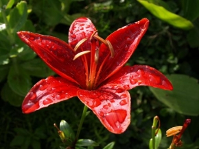 Půvaby květin - Červená lilie