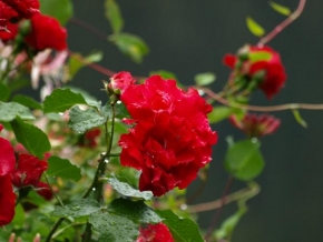 Půvaby květin - Růže červená