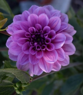 Půvaby květin - Purple