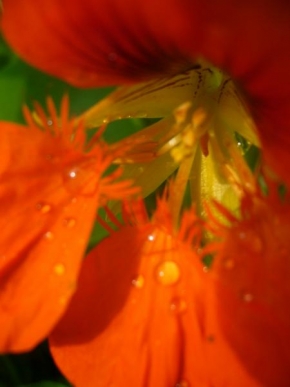 Půvaby květin - Lichořeřišnice