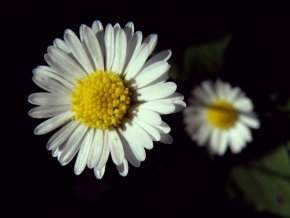 Půvaby květin - Flower.three