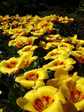 Půvaby květin - Tulipany