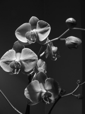 Lenka Vélová - Orchidej