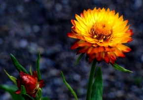 Půvaby květin - Zahradní oheň