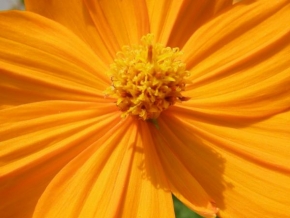 Půvaby květin - Oranžová krása