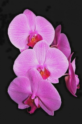 Půvaby květin - Orchidej