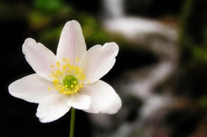 Půvaby květin - Sasanka ve svém živlu