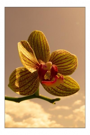 Půvaby květin - Orchidea Phalaenopsis pátá