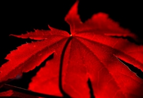 Půvaby květin - červený list