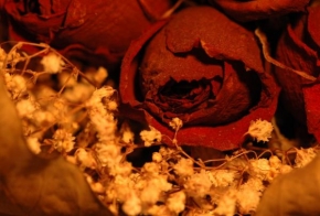 Půvaby květin - Suchá růže