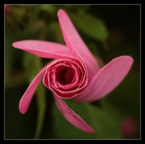 Půvaby květin - Fotograf roku - kreativita - Lodní šroub ?