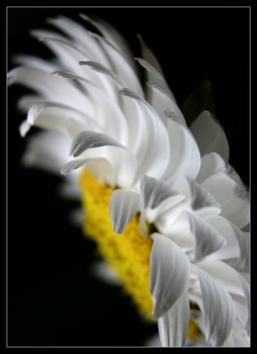 Půvaby květin - Fotograf roku - kreativita - Bez názvu